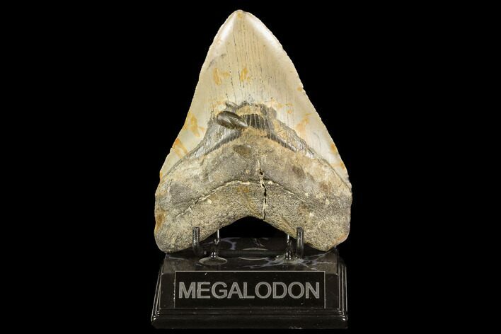 Fossil Megalodon Tooth - North Carolina #124336